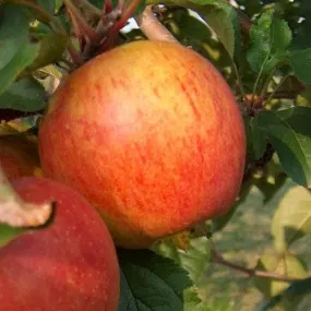 Apple Rubinette