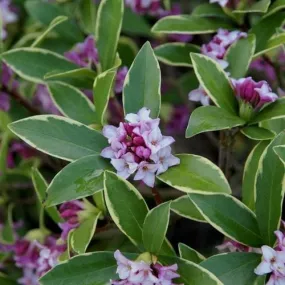 Daphne odora Aureomarginata