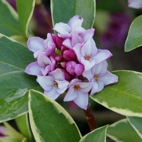 Daphne odora Aureomarginata