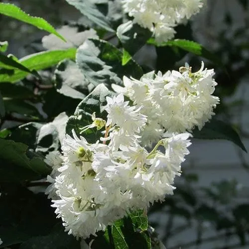 Deutzia scabra Pride of Rochester