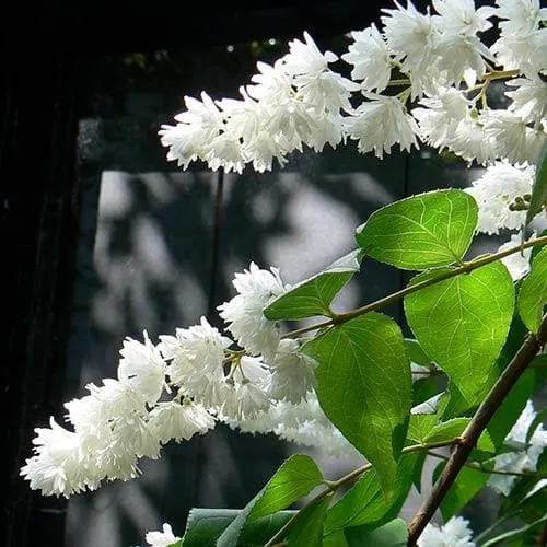 Deutzia scabra Pride of Rochester